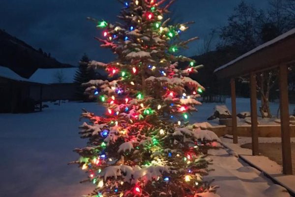 Outdoor christmas tree decor